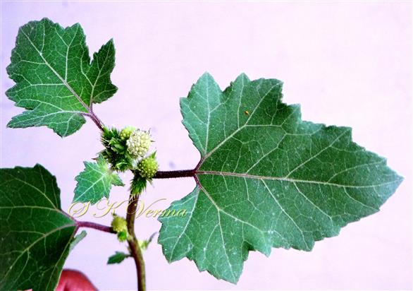   Flowering Shoot